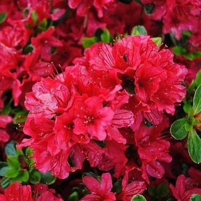 Азалия ХИНО КРИМСОН японская  Азалия ХИНО КРИМСОН японская в Калининграде