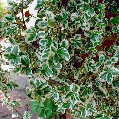 Бересклет ВАРИЕГАТУС форчуна  Бересклет ВАРИЕГАТУС форчуна в Калининграде