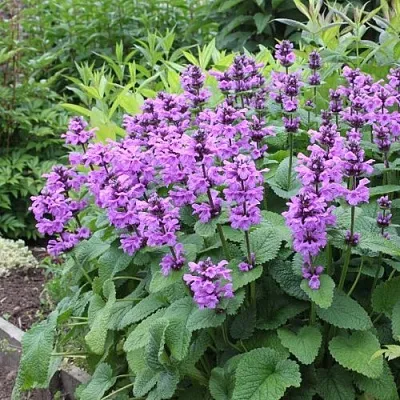 Буквица крупноцветковая в Калининграде