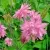 Аквилегия БАРЛОУ ПИНК гибрид МакКаны — описание сорта Аквилегия БАРЛОУ ПИНК гибрид МакКаны в Калининграде