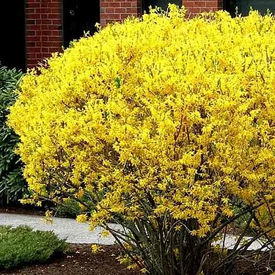 Форзиция ЛИНВУД  Форзиция ЛИНВУД в Калининграде