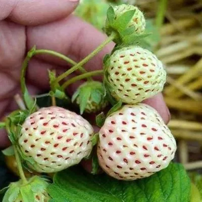 Клубника АНАНАСА ремонтантная — описание сорта Клубника АНАНАСА ремонтантная в Калининграде