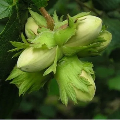 Фундук ТАМБОВСКИЙ ПОЗДНИЙ  Фундук ТАМБОВСКИЙ ПОЗДНИЙ в Калининграде