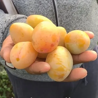 Слива ЯХОНТОВАЯ  Слива ЯХОНТОВАЯ в Калининграде