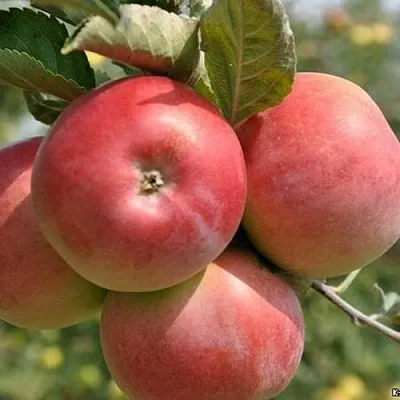 Яблоня ВЭМ-РОЗОВЫЙ  Яблоня ВЭМ-РОЗОВЫЙ в Калининграде