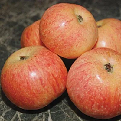 Яблоня КОНФЕТНОЕ  Яблоня КОНФЕТНОЕ в Калининграде