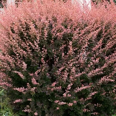 Барбарис РОУЗ ГЛОУ тунберга в Калининграде