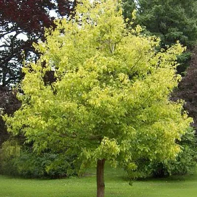 Клен ясенелистный  Клен ясенелистный в Калининграде