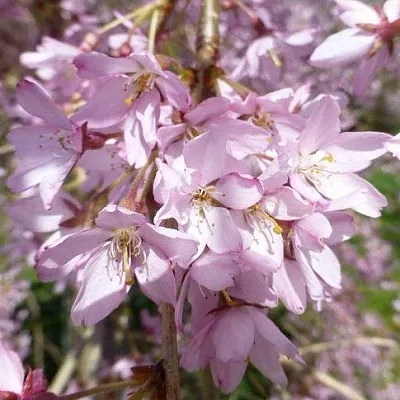 Сакура ПЕНДУЛА РУБРА в Калининграде