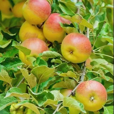 Яблоня ПАМЯТЬ БЛЫНСКОГО колонновидная  Яблоня ПАМЯТЬ БЛЫНСКОГО колонновидная в Калининграде