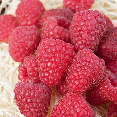 Малина МАРАСТАР  Малина МАРАСТАР в Калининграде