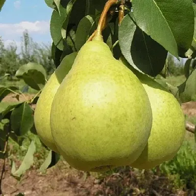 Груша МЕДОВАЯ колонновидная  Груша Медовая Колонновидная в Калининграде
