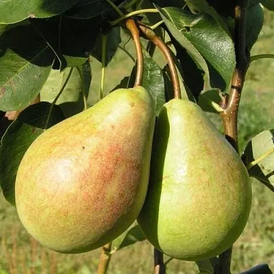 Груша ДУХМЯНАЯ  Груша ДУХМЯНАЯ в Калининграде