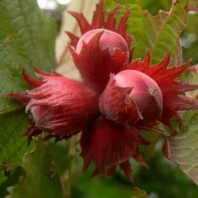 Фундук МОСКОВСКИЙ РУБИН  Фундук МОСКОВСКИЙ РУБИН в Калининграде