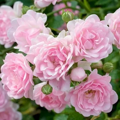 Саженцы роз ЗЕ ФЕЙРИ почвопокровная  Саженцы роз ЗЕ ФЕЙРИ почвопокровная в Калининграде