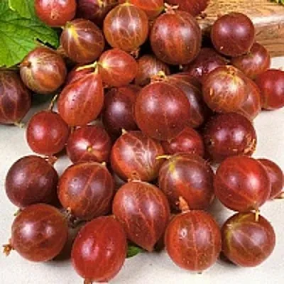 Крыжовник ОЛАВИ (ХИННОНМАЕН ПУНАЙНЕН) в Калининграде