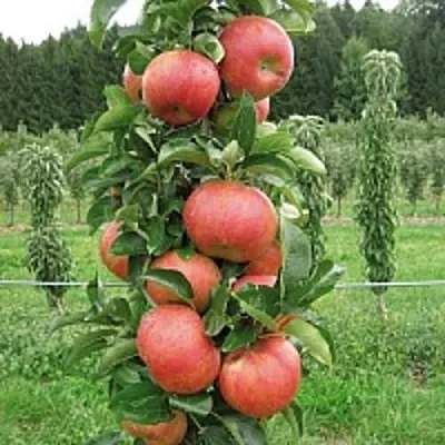 Яблоня ЯНТАРНОЕ ОЖЕРЕЛЬЕ колонновидная  Яблоня ЯНТАРНОЕ ОЖЕРЕЛЬЕ колонновидная в Калининграде