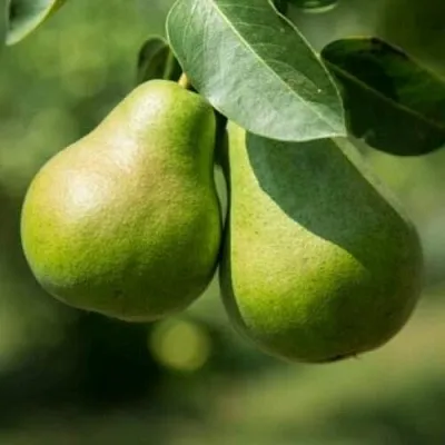 Груша Г-1 колонновидная  Груша Г-1 колонновидная в Калининграде