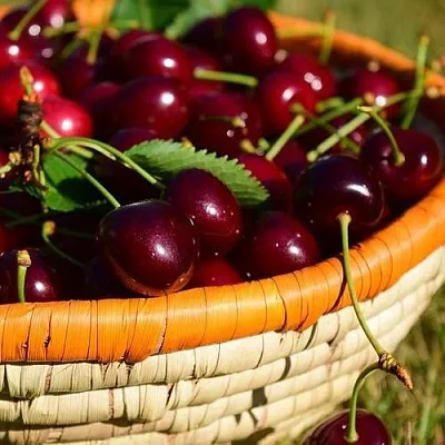 Вишня НЕСВИЖСКАЯ в Калининграде