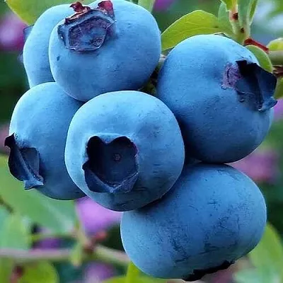 Голубика в Калининграде