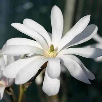 Магнолия РОЯЛ СТАР  Магнолия РОЯЛ СТАР в Калининграде