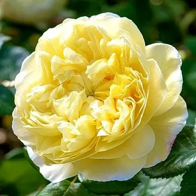 Саженцы роз ЧАРЛЬЗ ДАРВИН английская  Саженцы роз ЧАРЛЬЗ ДАРВИН английская в Калининграде