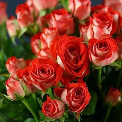 Саженцы роз ЗОДИАК спрей  Саженцы роз ЗОДИАК спрей в Калининграде