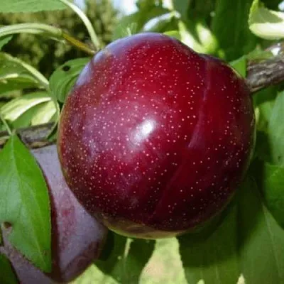 ШАРАФУГА  ШАРАФУГА в Калининграде