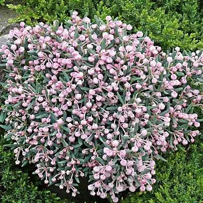 Андромеда БЛЮ АЙС многолистная  Андромеда БЛЮ АЙС многолистная в Калининграде