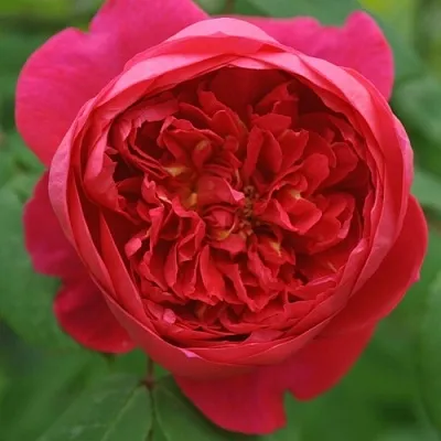 Саженцы роз БЕНДЖАМИН БРИТТЕН шраб  Саженцы роз БЕНДЖАМИН БРИТТЕН шраб в Калининграде