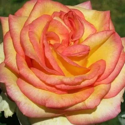 Саженцы роз АМАЗОНКА чайно-гибридная  Саженцы роз АМАЗОНКА чайно-гибридная в Калининграде