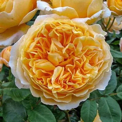 Саженцы роз БЕАТРИС английская  Саженцы роз БЕАТРИС английская в Калининграде