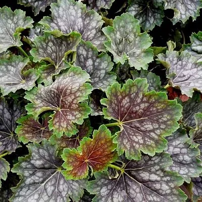 Гейхера МАРВЕЛОС МАРБЛ СИЛЬВЕР  Гейхера МАРВЕЛОС МАРБЛ СИЛЬВЕР в Калининграде