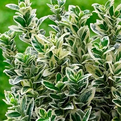 Бересклет  Бересклет в Калининграде