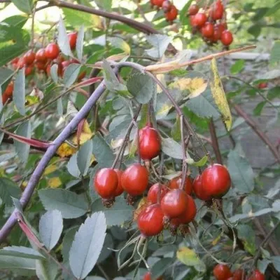 Саженцы роз сизая — описание сорта Саженцы роз сизая в Калининграде