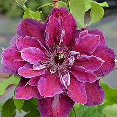 Клематис МАЙ БЬЮТИ  Клематис МАЙ БЬЮТИ в Калининграде