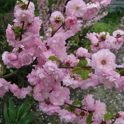 Миндаль ТРЁХЛОПАСТНЫЙ (луизеания)  Миндаль ТРЁХЛОПАСТНЫЙ (луизеания) в Калининграде