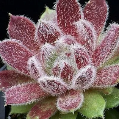 Молодило ТАРАНТУЛА в Калининграде