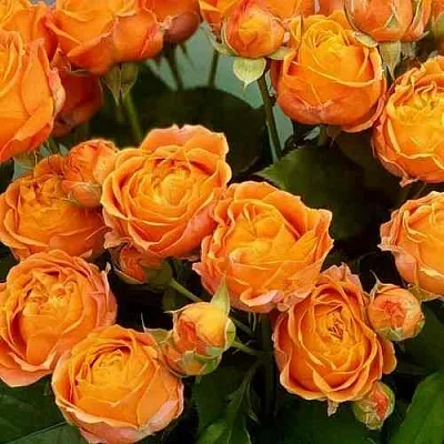 Саженцы роз КОРАЛ БАБЛС спрей  Саженцы роз КОРАЛ БАБЛС спрей в Калининграде