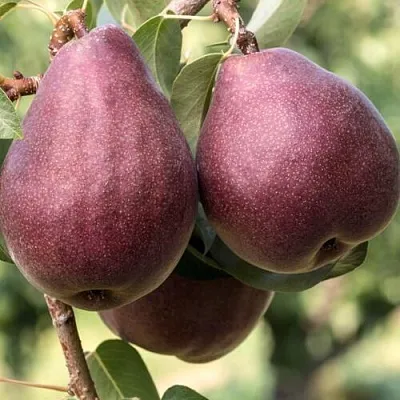 Груша БУРАКОВКА  Груша БУРАКОВКА в Калининграде