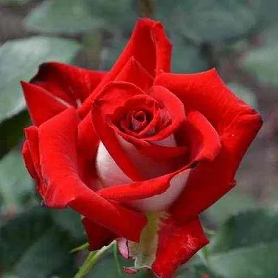 Саженцы роз АЛЬЯНС чайно-гибридная в Калининграде