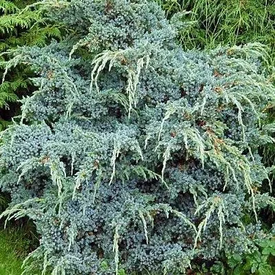 Можжевельник БЛЮ АЛЬПС китайский  Можжевельник БЛЮ АЛЬПС китайский в Калининграде