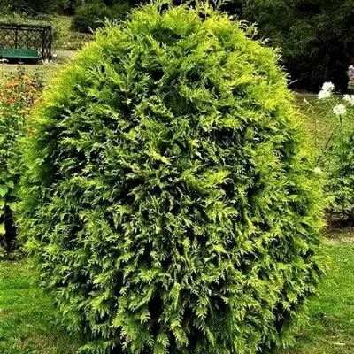 Туя ТИП ТОП западная в Калининграде