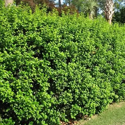 Живая изгородь в Калининграде