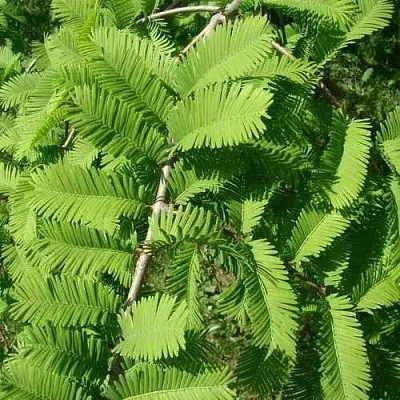 Метасеквойя  ГЛИПТОСТРОБОИДНАЯ   Метасеквойя  ГЛИПТОСТРОБОИДНАЯ  в Калининграде