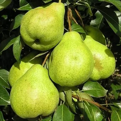 Груша АВГУСТОВСКАЯ РОСА в Калининграде