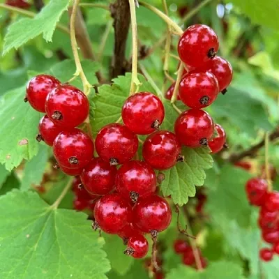 Смородина красная МААРСЕС ПРОМИНЕНТ в Калининграде