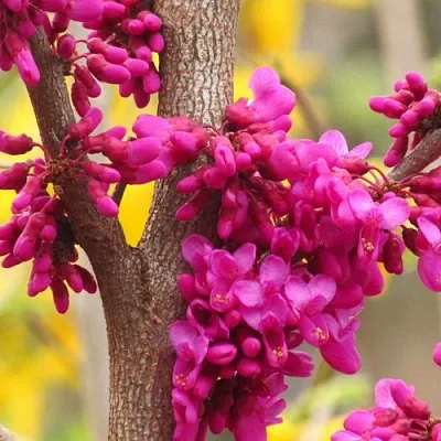 Церцис  Церцис в Калининграде