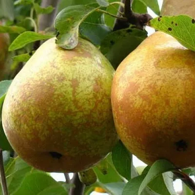 Груша БЕЛОРУСКА в Калининграде