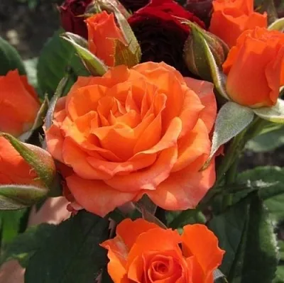 Саженцы роз АЛЕГРИЯ спрей  Саженцы роз АЛЕГРИЯ спрей в Калининграде